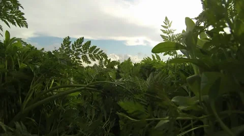 Grass Video stock 36797442