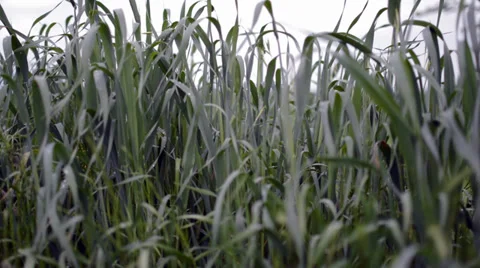 Grass Stock Footage 37725629