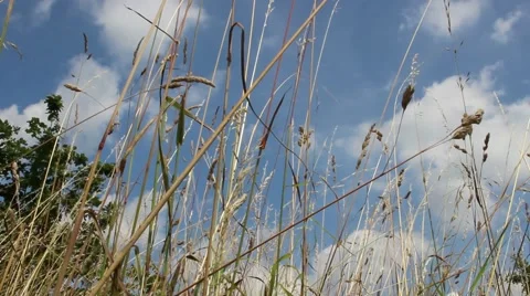 In the grass Stock-Footage 40296921