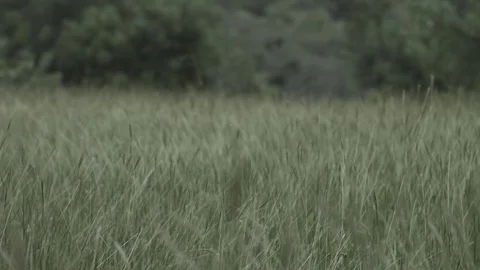 Grass Stock Footage 76375247