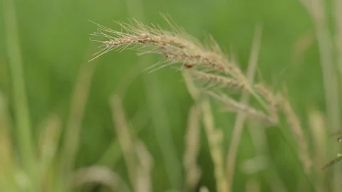 Grass Stock-Footage 77747707
