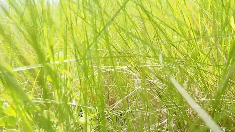 Grass Stock Footage 81912076