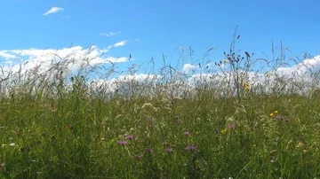 Grass Vidéo 85688597