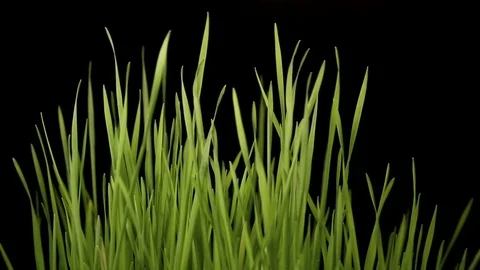 Grass Stock Footage 86763302