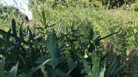 Grass Stock Footage 90300540