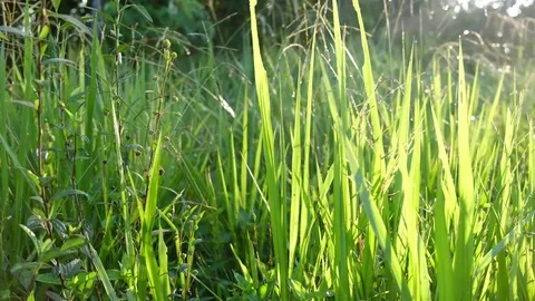 Grass Stock Footage 96501411