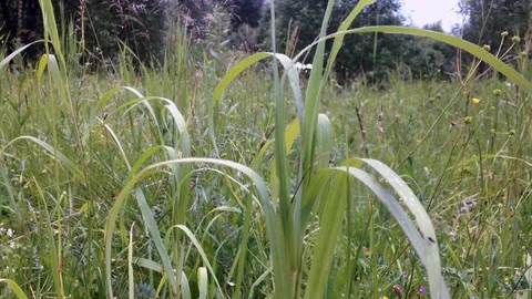 Grass Vídeo Stock 97270664