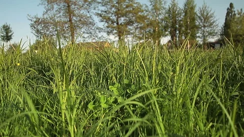 GRASS Stock Footage 100662776