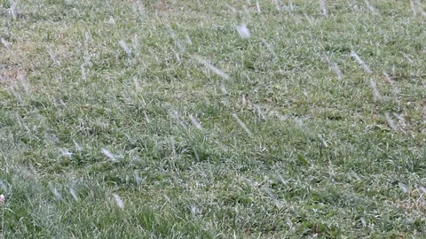 Grass Stock Footage 119054880