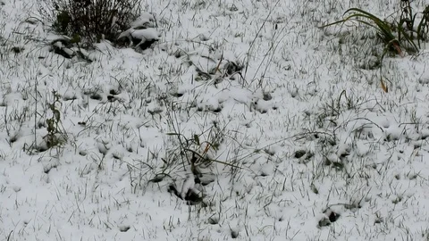 Grass Stock Footage 119054901