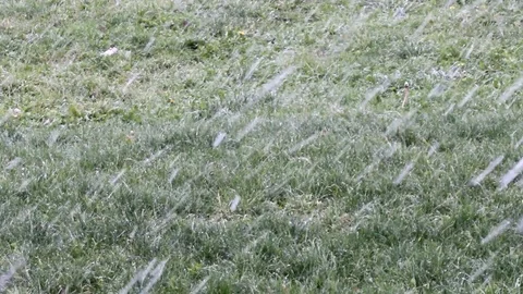 Grass Stock Footage 119054902