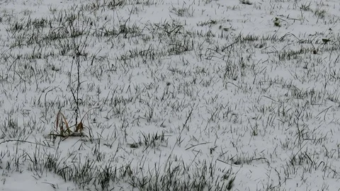 Grass Stock Footage 119054913