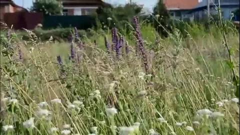 Grass Stock Footage 127169191