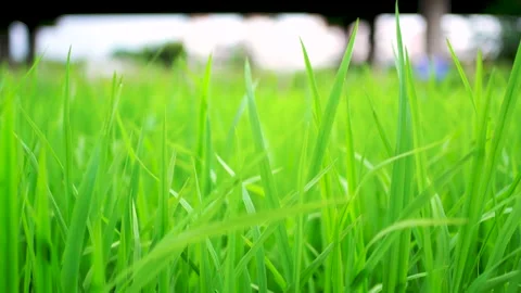 Grass Video stock 132096676