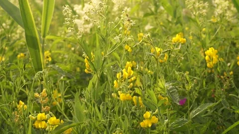 Grass Stock Footage 134009552