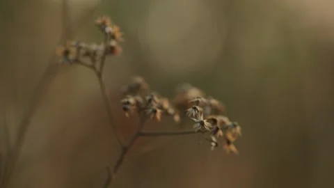 Grass Stock-Footage 134820000