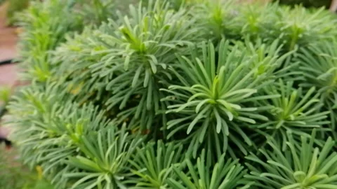 Grass Stock Footage 137331595