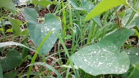 Grass Stock Footage 137331770