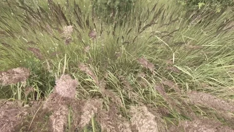 Grass Stock Footage 138264901