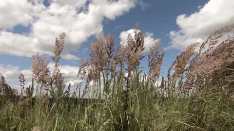 Grass Stock Footage 138264903