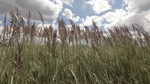 Grass Stock Footage 138264904