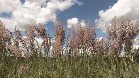 Grass Stock Footage 138264917