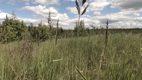 Grass Stock Footage 138264945