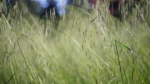 Grass Stock Footage 138562900