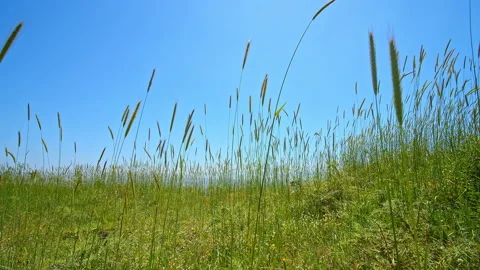 Grass Stock Footage 138727350