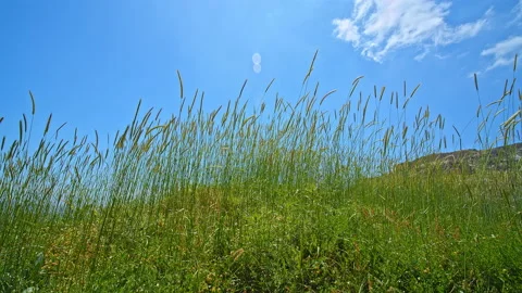 Grass Stock Footage 138740653