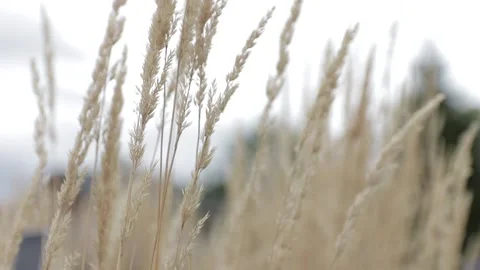 Grass Stock Footage 146077621