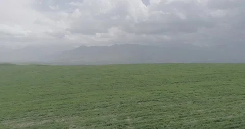 Grass Stock Footage 154854199