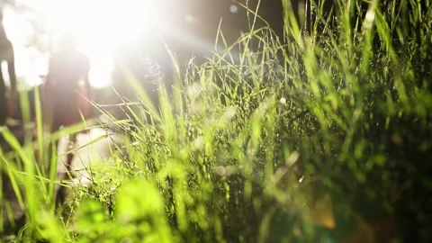 Grass Stock Footage 156602886