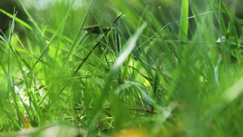 In the Grass Stock Footage 158709794