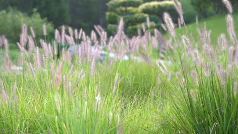 The grass Stock Footage 163650025