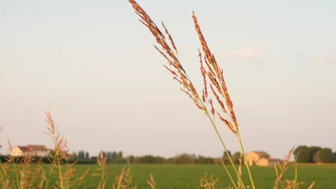 Grass Stockbeeldmateriaal 173700834