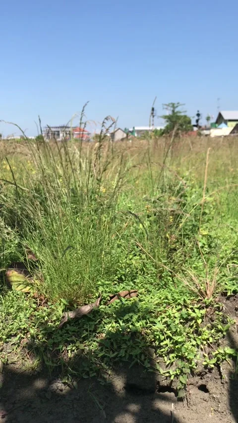 Grass Видео 212439614