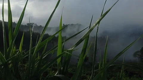 Grass Stock Footage 213571991