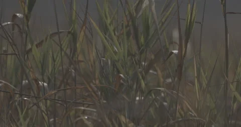 Grass  Video stock 219301741