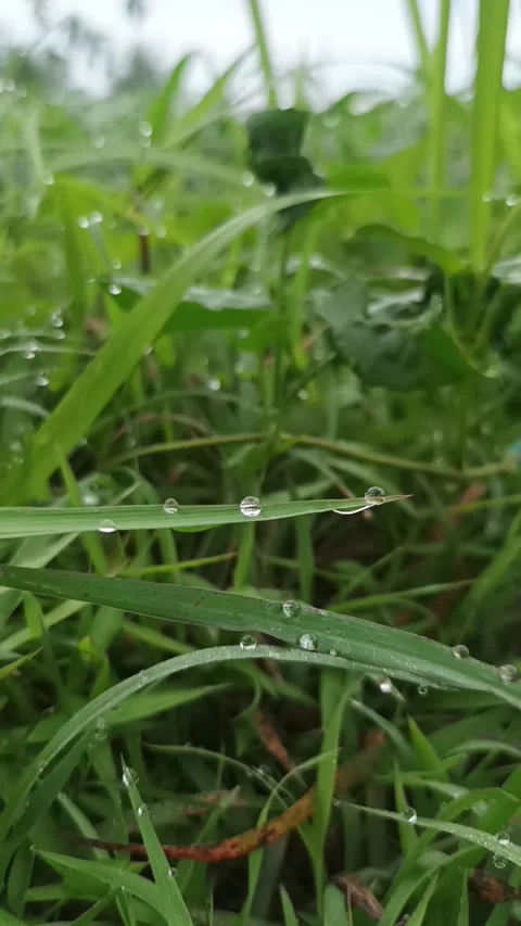 Grass Stock Footage 232733718