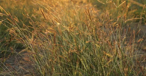 Grass. Stock Footage 237520979
