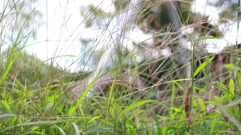 Grass Stock Footage 241518980