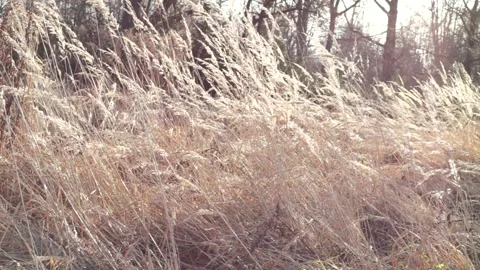Grass Stock Footage 241716563