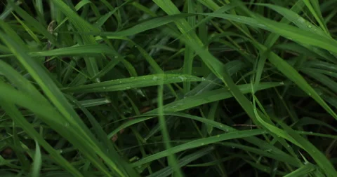 Grass Stock-Footage 246905241
