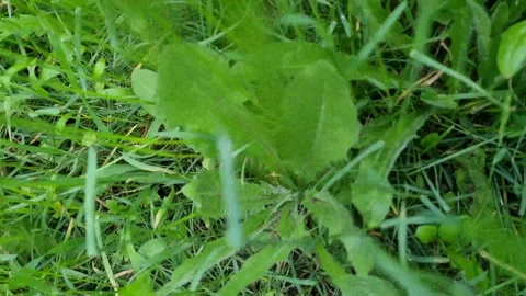Grass Stock Footage 250490591