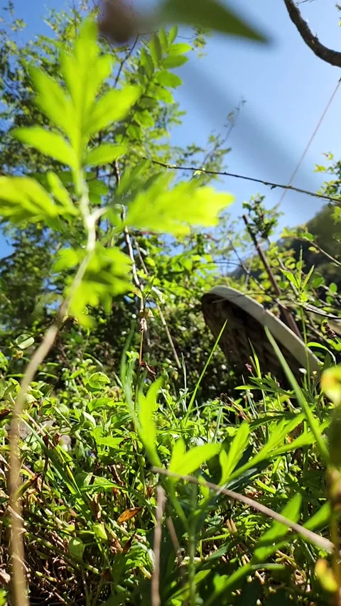In grass Stock Footage 252521202