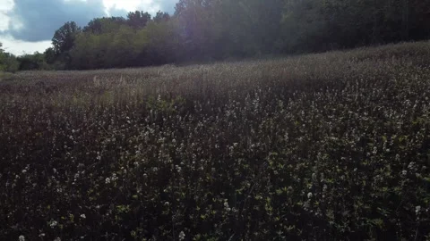 Grass Stock Footage 256028813