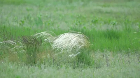 Grass Stock Footage 267082870