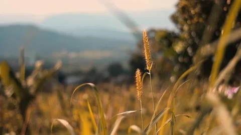Grass Stock Footage 273468547