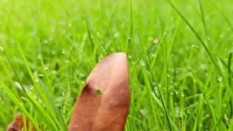 Grass Stock Footage 301875372